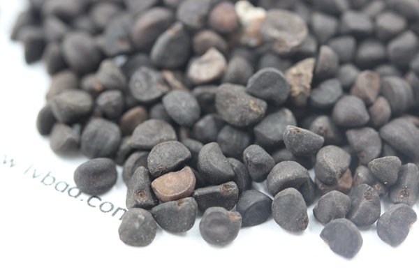 <a href='http://njszjj.com/caohuazhongzi/1069.html' target='_blank'>黃花牽牛</a><a href='http://njszjj.com/' target='_blank'>種子</a>