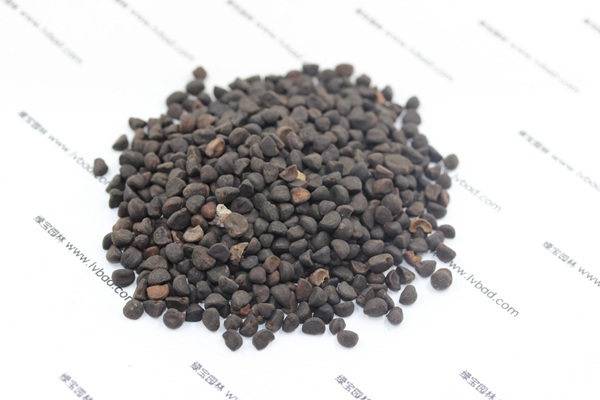 <a href='http://njszjj.com/caohuazhongzi/1069.html' target='_blank'>黃花牽牛種子</a>