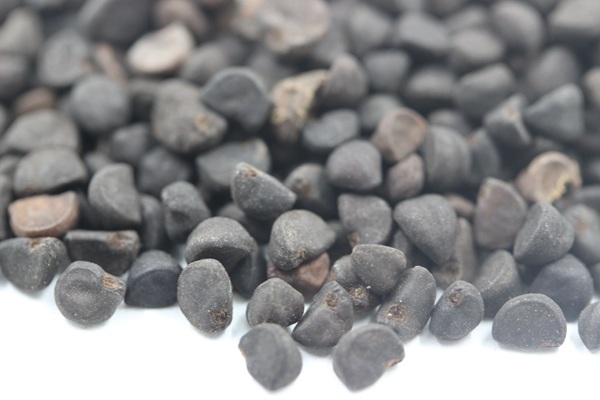 <a href='http://njszjj.com/caohuazhongzi/1069.html' target='_blank'>黃花牽牛種子</a>