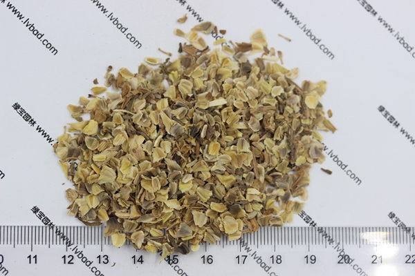 花環(huán)菊<a href='http://njszjj.com/' target='_blank'>種子</a>