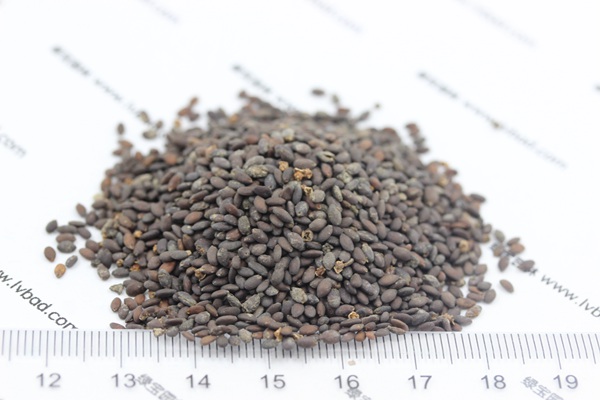 <a href='http://njszjj.com/caohuazhongzi/1048.html' target='_blank'>粉花鼠尾草種子</a>