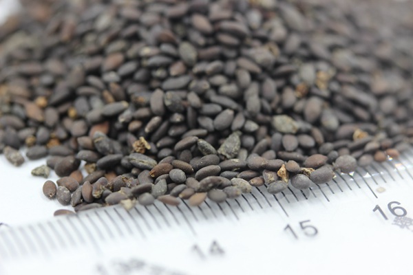 <a href='http://njszjj.com/caohuazhongzi/1044.html' target='_blank'>芳香鼠尾草種子</a>