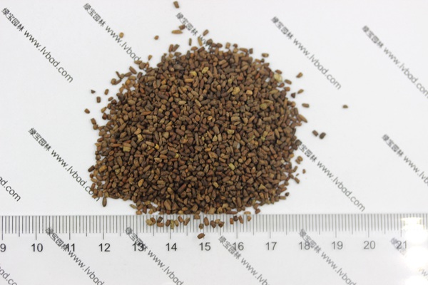<a href='http://njszjj.com/caohuazhongzi/1043.html' target='_blank'>二月蘭種子</a>