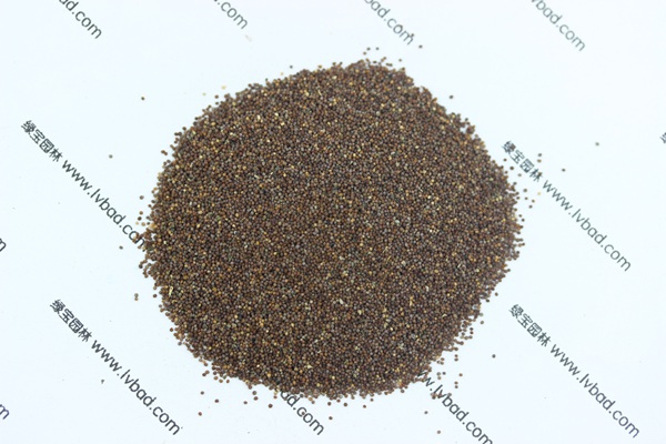 矮牽<a href='http://njszjj.com/' target='_blank'>種子</a>