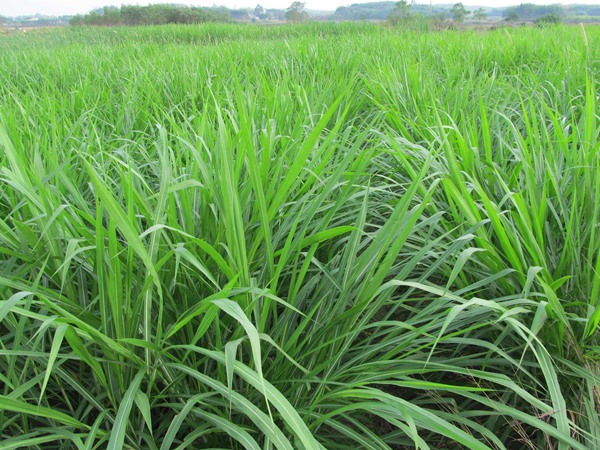 <a href='http://njszjj.com/mucaozhongzi/1686.html' target='_blank'>皇竹草</a>