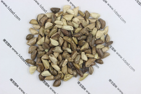 <a href='http://njszjj.com/mucaozhongzi/1688.html' target='_blank'>墨西哥玉米草種子</a>