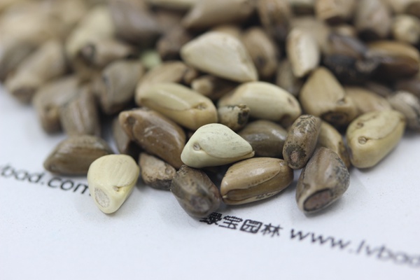 <a href='http://njszjj.com/mucaozhongzi/1688.html' target='_blank'>墨西哥玉米草種子</a>