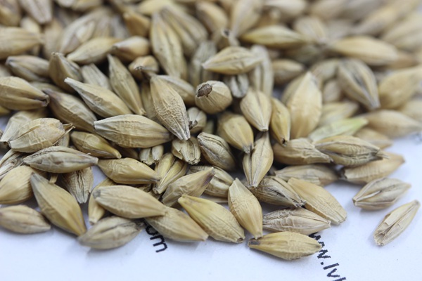 <a href='http://njszjj.com/mucaozhongzi/9.html' target='_blank'>大麥種子</a>