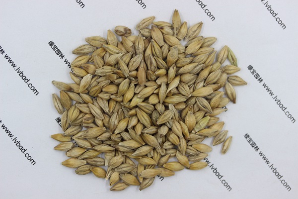 <a href='http://njszjj.com/mucaozhongzi/9.html' target='_blank'>大麥</a><a href='http://njszjj.com/' target='_blank'>種子</a>
