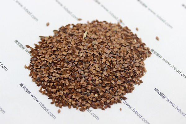 <a href='http://njszjj.com/mucaozhongzi/1589.html' target='_blank'>魯梅克斯草種子</a>