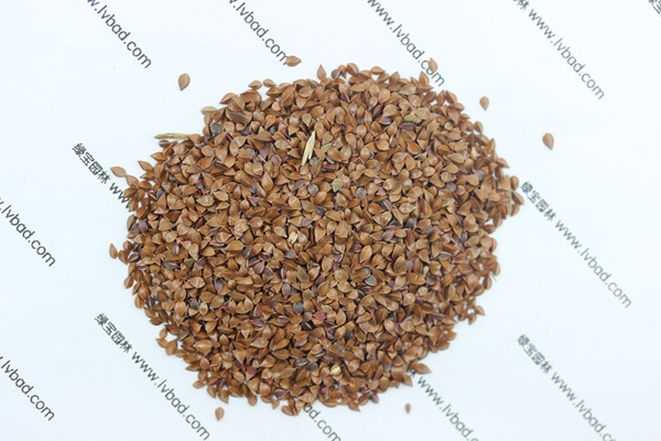 <a href='http://njszjj.com/mucaozhongzi/1589.html' target='_blank'>魯梅克斯草種子</a>