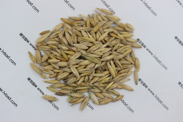 <a href='http://njszjj.com/mucaozhongzi/10.html' target='_blank'>燕麥種子</a>