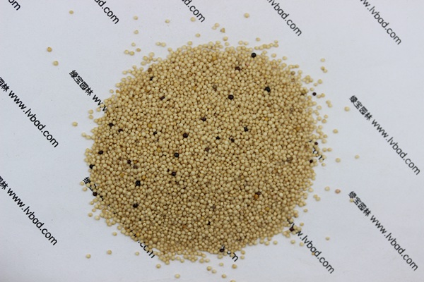 <a href='http://njszjj.com/mucaozhongzi/1693.html' target='_blank'>籽粒莧</a><a href='http://njszjj.com/' target='_blank'>種子</a>