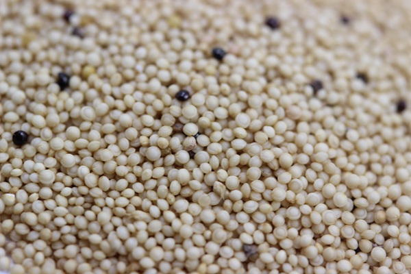 籽粒莧<a href='http://njszjj.com/' target='_blank'>種子</a>