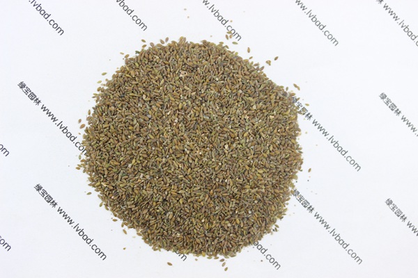 <a href='http://njszjj.com/mucaozhongzi/14650.html' target='_blank'>沙蒿</a><a href='http://njszjj.com/' target='_blank'>種子</a>