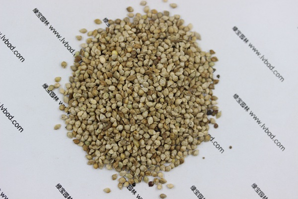<a href='http://njszjj.com/mucaozhongzi/14651.html' target='_blank'>小米草</a>