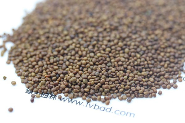 百脈根<a href='http://njszjj.com/' target='_blank'>種子</a>