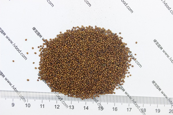 <a href='http://njszjj.com/mucaozhongzi/1682.html' target='_blank'>百脈根種子</a>