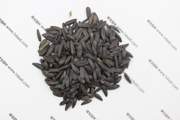 <a href='http://njszjj.com/caohuazhongzi/1018.html' target='_blank'>矮向日葵種子</a>