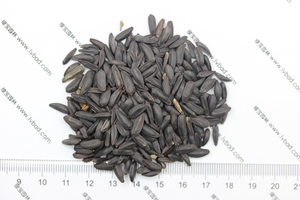 <a href='http://njszjj.com/caohuazhongzi/1018.html' target='_blank'>矮向日葵種子</a>