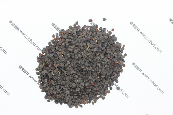 常夏<a href='http://njszjj.com/caohuazhongzi/97045.html' target='_blank'>石竹種子</a>
