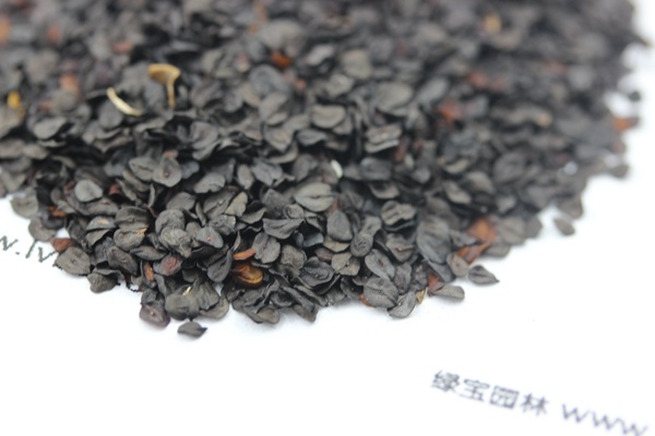 <a href='http://njszjj.com/caohuazhongzi/1030.html' target='_blank'>常夏石竹種子</a>