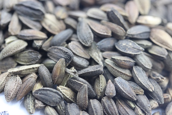 <a href='http://njszjj.com/caohuazhongzi/1046.html' target='_blank'>非洲菊種子</a>