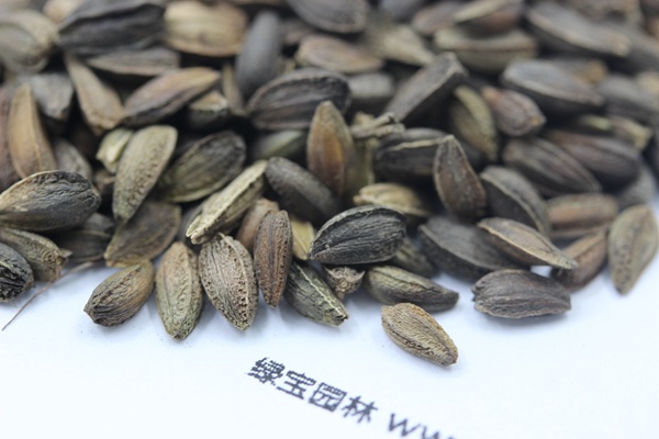 <a href='http://njszjj.com/caohuazhongzi/1046.html' target='_blank'>非洲菊</a><a href='http://njszjj.com/' target='_blank'>種子</a>