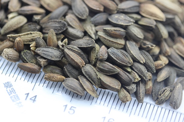 非洲菊<a href='http://njszjj.com/' target='_blank'>種子</a>