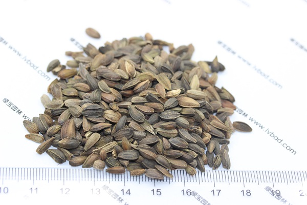 <a href='http://njszjj.com/caohuazhongzi/1046.html' target='_blank'>非洲菊種子</a>