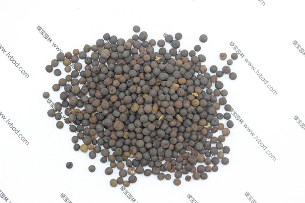 <a href='http://njszjj.com/mucaozhongzi/6.html' target='_blank'>紫花苕</a><a href='http://njszjj.com/' target='_blank'>種子</a>