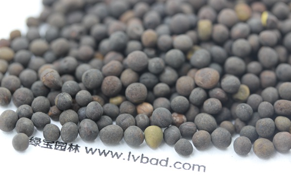 <a href='http://njszjj.com/mucaozhongzi/6.html' target='_blank'>紫花苕種子</a>