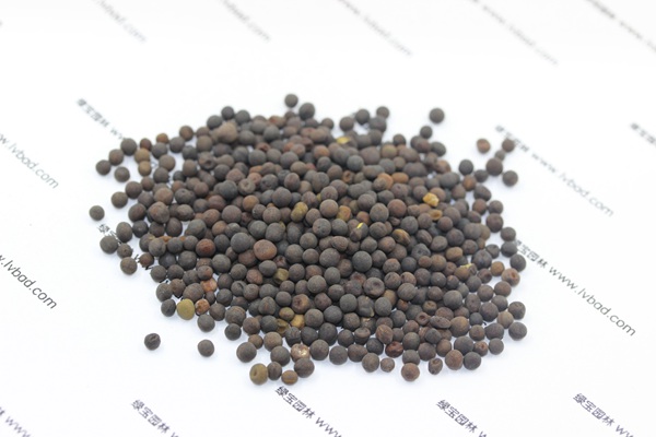 紫花苕<a href='http://njszjj.com/' target='_blank'>種子</a>