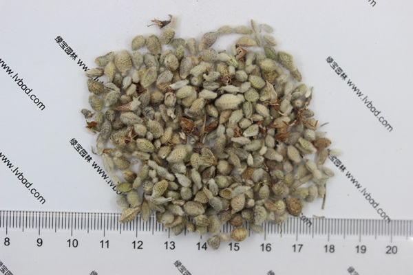 <a href='http://njszjj.com/mucaozhongzi/1685.html' target='_blank'>花棒種子</a>
