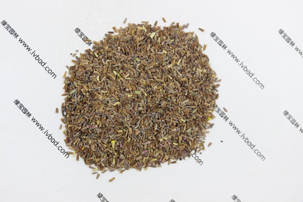 <a href='http://njszjj.com/caohuazhongzi/1072.html' target='_blank'>黃菊花</a><a href='http://njszjj.com/' target='_blank'>種子</a>