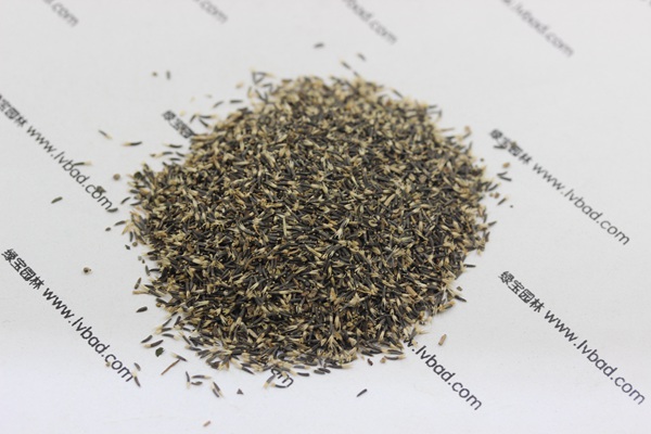 <a href='http://njszjj.com/caohuazhongzi/1074.html' target='_blank'>藿香薊種子</a>