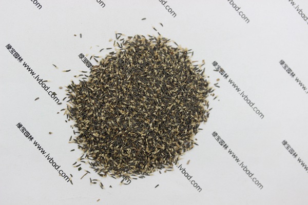 <a href='http://njszjj.com/caohuazhongzi/1074.html' target='_blank'>藿香薊</a><a href='http://njszjj.com/' target='_blank'>種子</a>