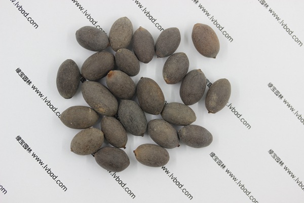 <a href='http://njszjj.com/caohuazhongzi/1059.html' target='_blank'>荷花</a><a href='http://njszjj.com/' target='_blank'>種子</a>