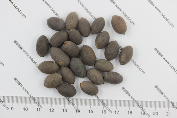 荷花<a href='http://njszjj.com/' target='_blank'>種子</a>
