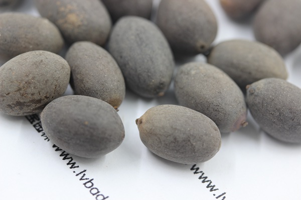 <a href='http://njszjj.com/caohuazhongzi/1059.html' target='_blank'>荷花種子</a>