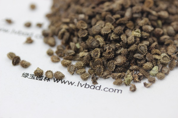 <a href='http://njszjj.com/caohuazhongzi/1635.html' target='_blank'>勿忘我種子</a>