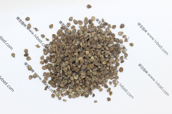 <a href='http://njszjj.com/caohuazhongzi/1635.html' target='_blank'>勿忘我</a><a href='http://njszjj.com/' target='_blank'>種子</a>