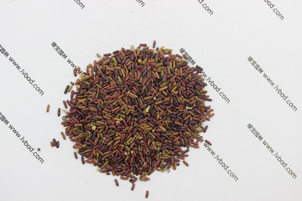 <a href='http://njszjj.com/caohuazhongzi/1640.html' target='_blank'>小冠花</a><a href='http://njszjj.com/' target='_blank'>種子</a>