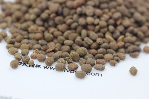 <a href='http://njszjj.com/caohuazhongzi/1655.html' target='_blank'>指甲花</a><a href='http://njszjj.com/' target='_blank'>種子</a>