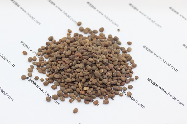 <a href='http://njszjj.com/caohuazhongzi/1655.html' target='_blank'>指甲花種子</a>