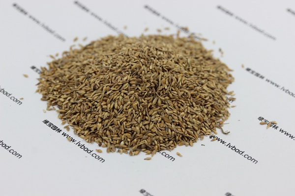 <a href='http://njszjj.com/caopingzhongzi/1680.html' target='_blank'>中華結縷草種子</a>