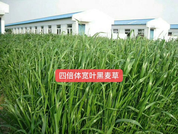 多倍體黑麥草<a href='http://njszjj.com/' target='_blank'>種子</a>