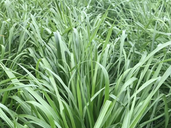 <a href='http://njszjj.com/mucaozhongzi/16011.html' target='_blank'>多倍體黑麥草種子</a>