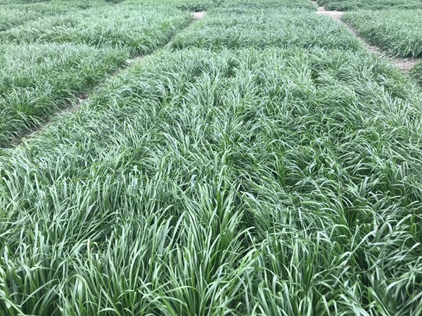 多倍體黑麥草<a href='http://njszjj.com/' target='_blank'>種子</a>