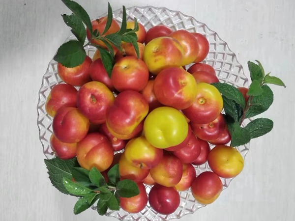鈣果<a href='http://njszjj.com/' target='_blank'>種子</a>